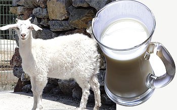 حليب الماعز.. مميزات لا تتوفر في غيره