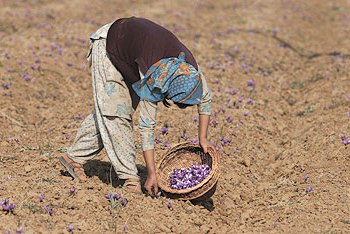 حقل الزعفران