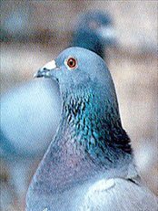 فوق السطوح... يلتقي الكشاش وطيوره