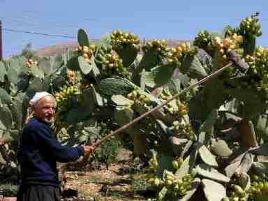 قطف الصبار بالطريقة البدائية