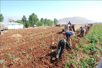 قطاف البطاطا (سامر الحسيني)