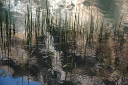 شمالي تنتشر نباتات برية ومائية نادرة