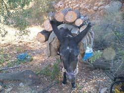 لتلقيم الصوبا