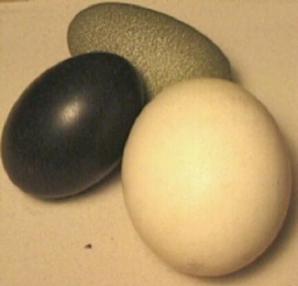 بيض النعام له ألون متعددة