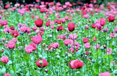 حقل لزراعة الحشيشة