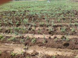 مشروع زراعة الزعتر