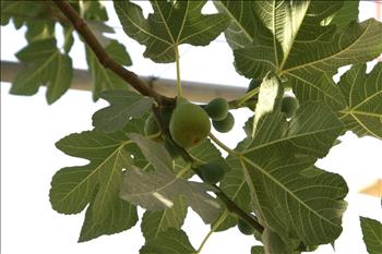 تين «الديفور» الناضج