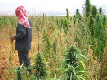 زراعة الحشيشة في البقاع