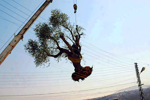 الصورة لسعيد معلاوي