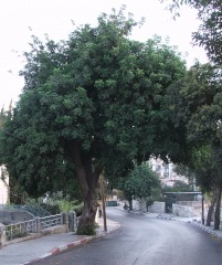 شجرة بركة في شارع النزهة في رام الله صباح اليوم