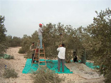 تراجع إنتاج الزيتون الى 25% والأسعارعلى حالها