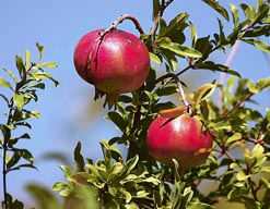 من رمان الحاصباني. (سعيد معلاوي)