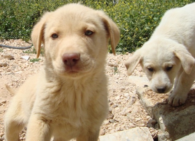 ميلو جونيور وشقيقه