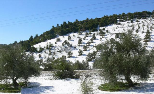 إنه موسم الزيتون في موعده الطبيعي في المنطقة يزدهر قطافه تحت إشراف حرمون