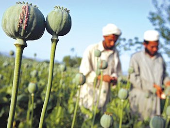 الأفيون بات فاعلا في العلاقات الدولية ومصدر تمويل التنظيمات المتطرفة