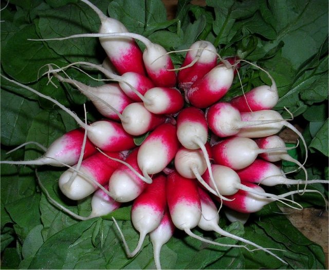 الفجل هو من النباتات التي تزرع في جميع المواسم