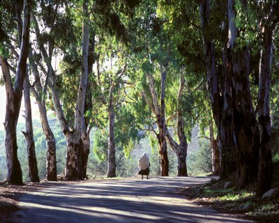 الشجر المعمّر على طريق حاصبيا - أرشيف