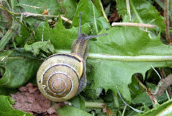 حلزون البزاق يحظى بزبائن موسميين