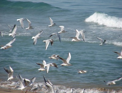 طيور النورس