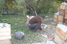 ثمار التفاح في حوض الحاصباني بعد تساقطها على أُمها