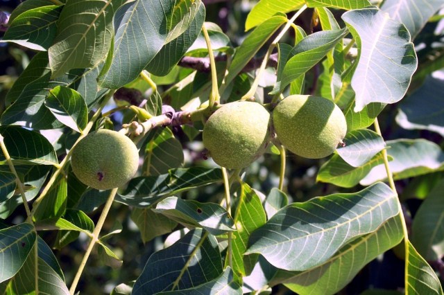 ثمار الجوز الأخضر