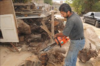 قطع الأشجار المثمرة تمهيدا لبيعها