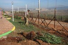 خلال قطع الأشجار في  كفركلا قرب السياج الشائك