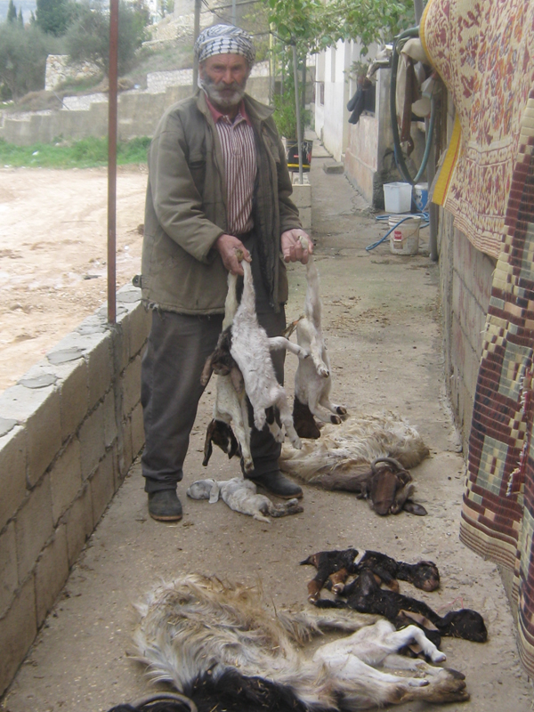 الراعي  يحمل ماشيته النافقة