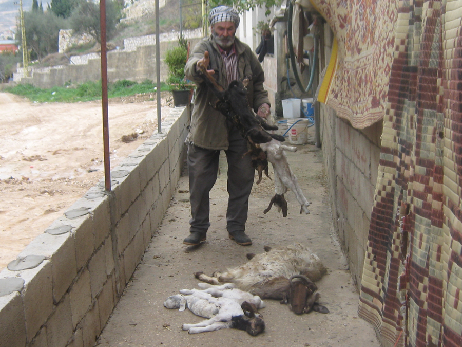 يعرض رؤوس المواشي النافقة