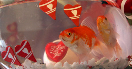 أسماك الحب في أسواق دمشق (رويترز)