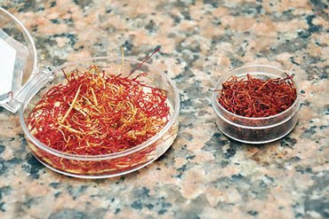 كل غرام من الزعفران بحاجة إلى 150 وردة