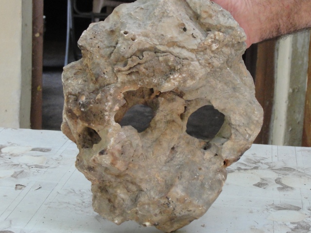 جمجمة متحجرة