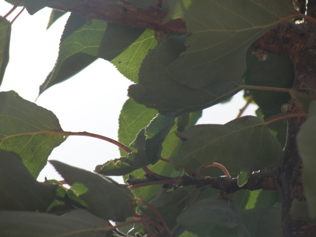 ثمار التين الحاصباني تتساقط قبل أوانها وتحرم المزارعين من المردود