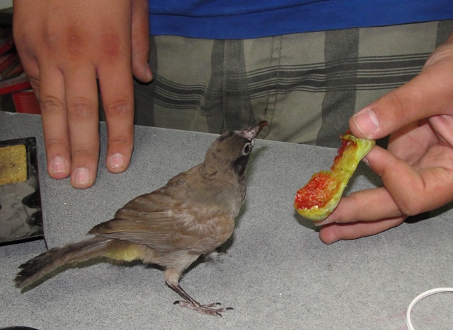 يطعمه التين