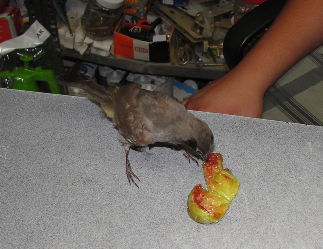 يحب أكل التين والعنب والفواكه المحلية