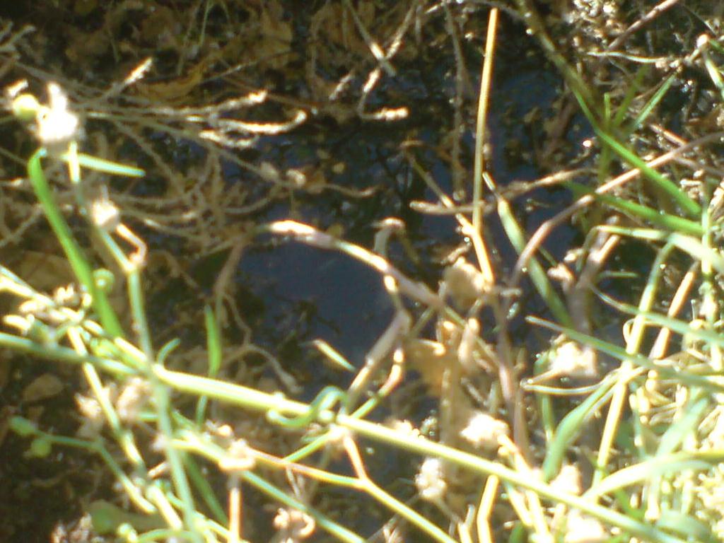 المياه المبتذلة