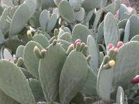 الصبير قبل آوانه في حاصبيا