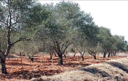 أشجار يحمر محاطة بإشارات تحذر من العنقودي