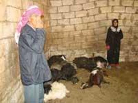 رؤوس الماعز النافقة في عين عرب