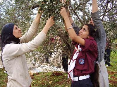 جمعية كشفية تساعد في قطاف الزيتون في الجنوب