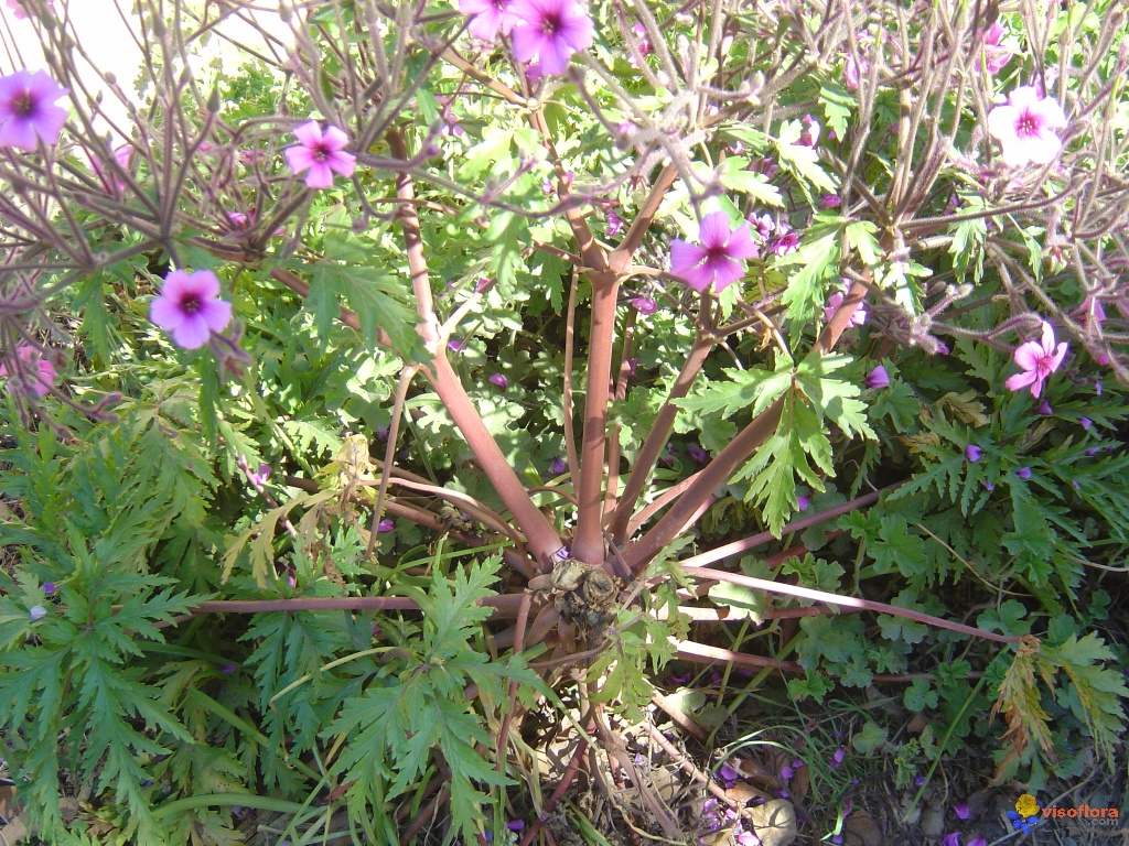 كانت تحب الطبيعة عاشقة للورد  والزهور