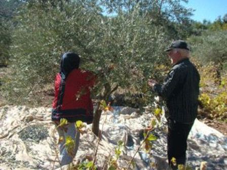 زيتون حاصبيا ومرجعيون.. مليون شجرة تستحق مركزاً للإرشاد