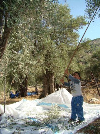 زيتون حاصبيا ومرجعيون.. مليون شجرة تستحق مركزاً للإرشاد