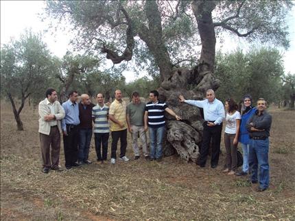 وفد بلديات صور عند زيتونة معمرة في ليتشه الإيطالية