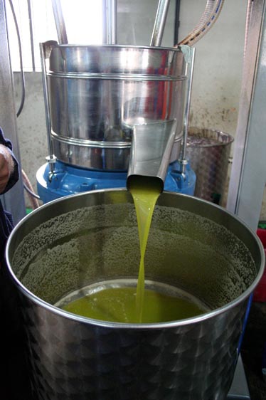 زيت الزيتون اللبناني ثروة مهدورة. (سعيد معلاوي)