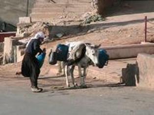 الدابة وسيلة للتزود بالمياه في الكفير