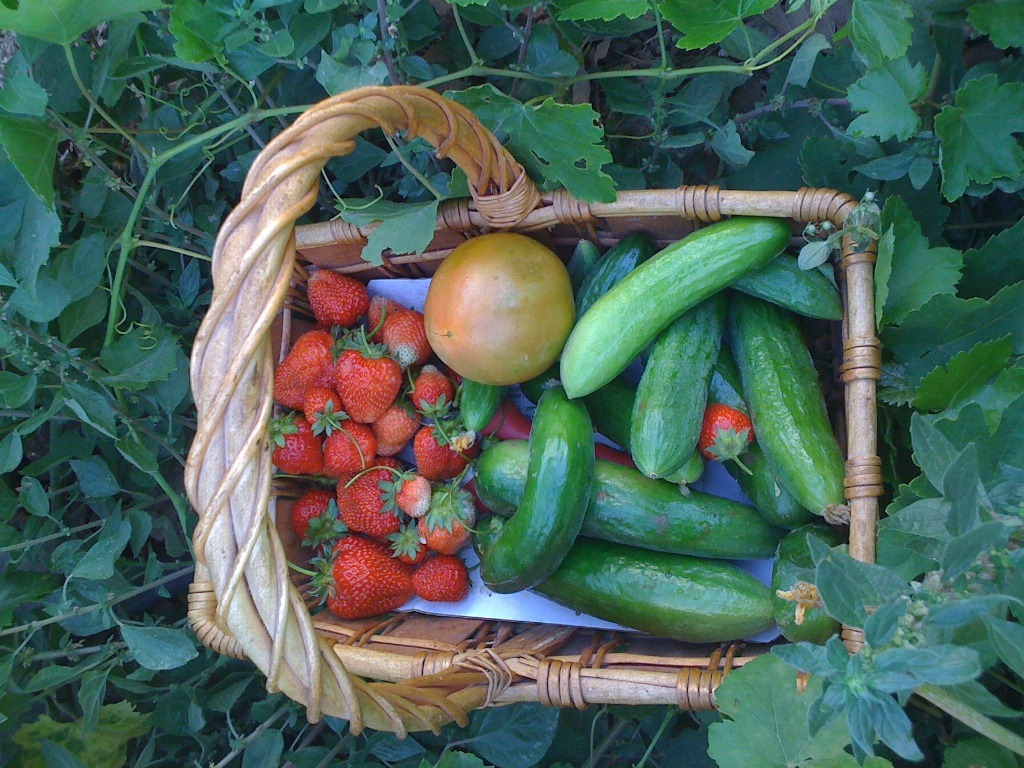 صورة أخرى لمنتوجات زراعية من حاكورة المرحوم عمي حسين ضاوي.. التي كان يهتم بها دائماً