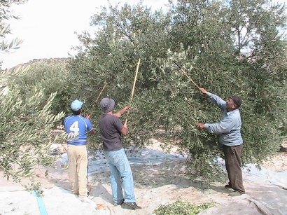  ورشة تعمل على قطاف الزيتون