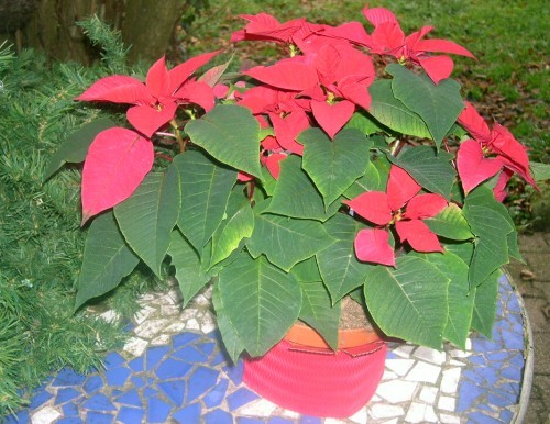 شكراً للمحبين