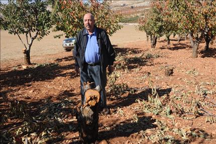 قطع أشجار مثمرة في المنطقة تحضيراً لموسم الشتاء